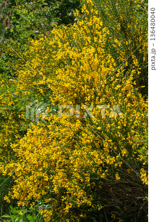 Bright yellow blossoms of Cytisus scoparius flourish in a natural habitat during springtime showcasing the beauty of Scotch Broom Bright yellow blossoms of Cytisus scoparius flourish in a natural habitat during springtime showcasing the beauty of Scotch Broom 136480040