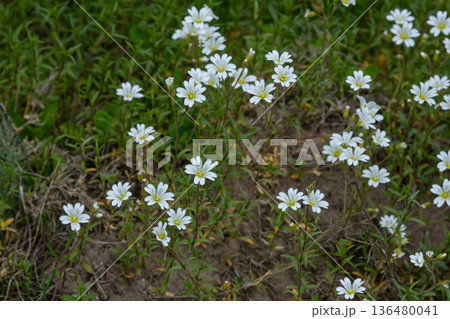Colorful display of Stellaria holostea flowers blooming in a lush green meadow during springtime Colorful display of Stellaria holostea flowers blooming in a lush green meadow during springtime 136480041