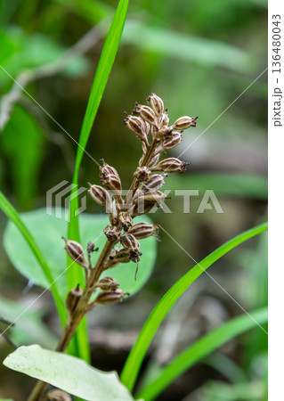 Bird's-nest orchid in shady woodland setting with unique brownish stems and flowers thriving among green foliage during spring season 136480043