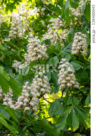 Blooming inflorescences of Aesculus hippocastanum with large leaves in a vibrant green park during springtime Blooming inflorescences of Aesculus hippocastanum with large leaves in a vibrant green park during springtime 136480045