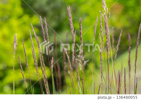 Yorkshire Fog grass grows tall in a lush meadow under bright sunlight showcasing its delicate purple hues and fine texture in the countryside 136480055