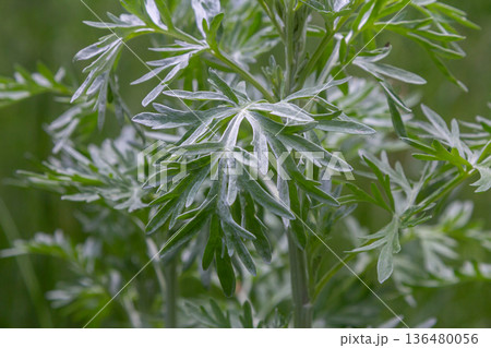 Exploring the unique features of Artemisia absinthium a plant with pinnate grey-green leaves and small yellow flowers in a natural setting Exploring the unique features of Artemisia absinthium a plant with pinnate grey-green leaves and small yellow flowers in a natural setting 136480056