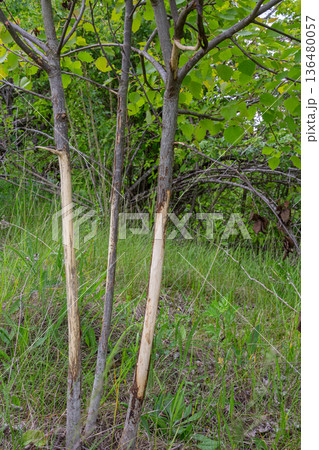 Damage to trunks of young trees by hares in a forested area during springtime indicating wildlife activity and environmental factors affecting growth 136480057