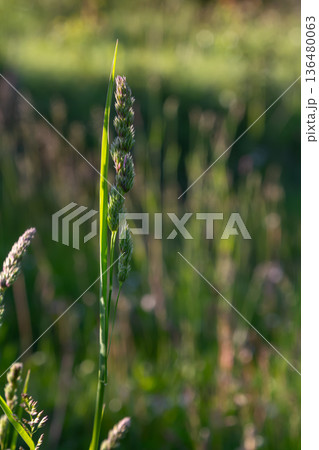 Spikelet clusters of Dactylis glomerata thrive in a lush green pasture during the late afternoon sunlight showcasing beautiful natural growth patterns 136480063