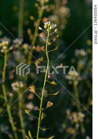 Delicate capsella bursa-pastoris displaying small white flowers and heart-shaped seed pods thriving in a sunlit field during spring Delicate capsella bursa-pastoris displaying small white flowers and heart-shaped seed pods thriving in a sunlit field during spring 136480064