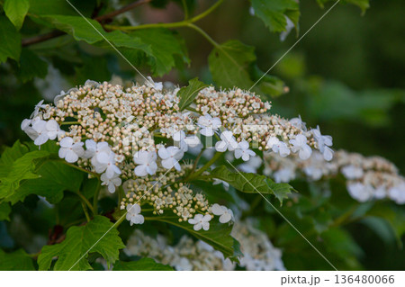 Viburnum opulus displays clusters of white flowers surrounded by lobed leaves in a lush outdoor setting during the warm summer months 136480066