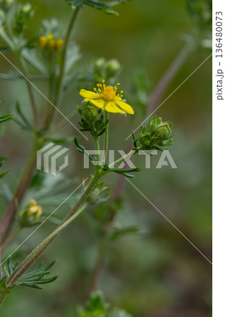 Hoary Cinquefoil displays vibrant yellow flowers against a backdrop of silvery leaves in a natural setting during early summer Hoary Cinquefoil displays vibrant yellow flowers against a backdrop of silvery leaves in a natural setting during early summer 136480073