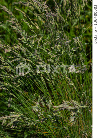 Kentucky bluegrass displays its delicate open panicle structure in a lush green field during a sunny afternoon Kentucky bluegrass displays its delicate open panicle structure in a lush green field during a sunny afternoon 136480083