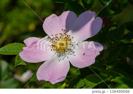 Dog rose blooming in a garden with delicate pink flowers and thorny stems showcasing nature's beauty during springtime 136480086