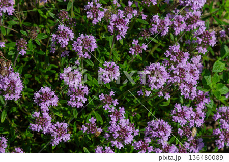 Exquisite wild thyme thrives with vibrant pink-purple flowers in a sunny meadow during summer 136480089