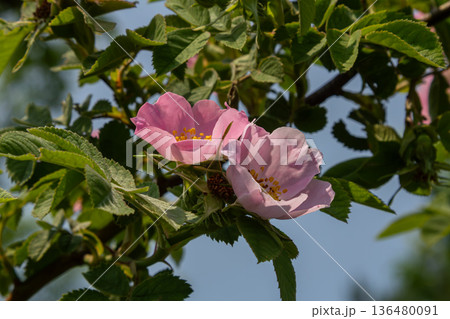 Stunning pink flowers of Rosa canina bloom among lush green leaves on a sunny day in a serene garden setting Stunning pink flowers of Rosa canina bloom among lush green leaves on a sunny day in a serene garden setting 136480091