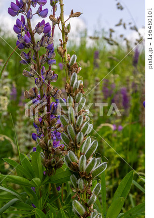 Large-leaved lupine plants showcasing tall purple flower spikes in a vibrant green field during late spring season 136480101