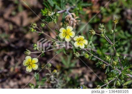 Hoary Cinquefoil showcases yellow flowers and silvery foliage in a sunny meadow during springtime growth Hoary Cinquefoil showcases yellow flowers and silvery foliage in a sunny meadow during springtime growth 136480105