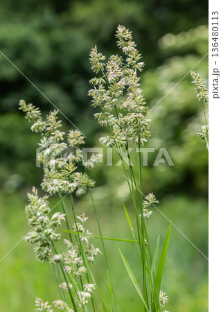 Dense clusters of Dactylis glomerata showcase the beauty of orchard grass in a lush green field during a sunny afternoon in early summer Dense clusters of Dactylis glomerata showcase the beauty of orchard grass in a lush green field during a sunny afternoon in early summer 136480113