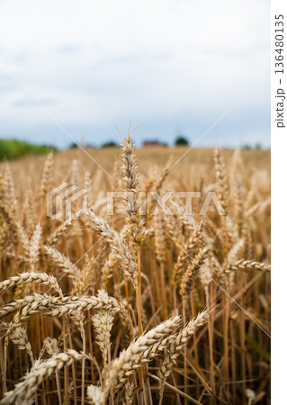 Golden wheat field showing abundance and natural beauty, representing agriculture, food production, harvest season, and sustainable farming practices under a cloudy sky Golden wheat field showing abundance and natural beauty, representing agriculture, food production, harvest season, and sustainable farming practices under a cloudy sky 136480135