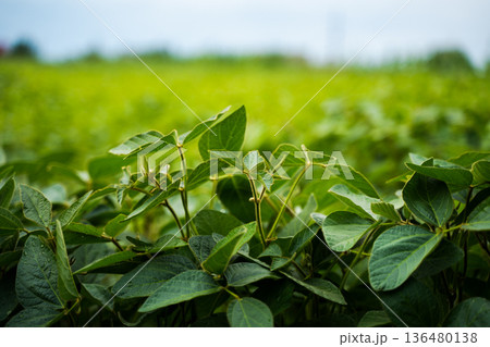 Lush green soybean plants growing and developing in an agricultural field, representing sustainable farming practices, food production, and a healthy harvest Lush green soybean plants growing and developing in an agricultural field, representing sustainable farming practices, food production, and a healthy harvest 136480138