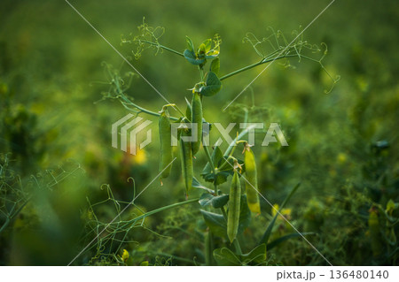 Pea plant with ripening green pods in a sunlit field, close-up showing vibrant growth and abundance in organic farming, fresh homegrown vegetables and harvest-ready produce Pea plant with ripening green pods in a sunlit field, close-up showing vibrant growth and abundance in organic farming, fresh homegrown vegetables and harvest-ready produce 136480140