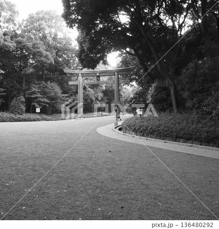 都心の静寂を感じる神社参道と大鳥居 都心の静寂を感じる神社参道と大鳥居 136480292
