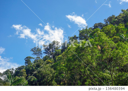 lush green tropical rainforest in Brazil, blue sky on background lush green tropical rainforest in Brazil, blue sky on background 136480394