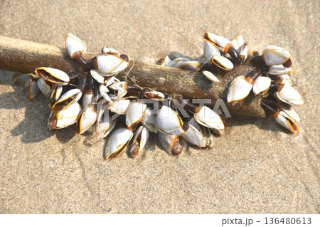 goose barnacles shellfish clinging piece of wood on beach at Khai Chet Beach travel location in Thailand goose barnacles shellfish clinging piece of wood on beach at Khai Chet Beach travel location in Thailand 136480613