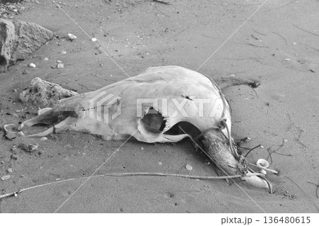 buffalo head skull in sand and wooden swing on beach at Khai Chet Beach travel location in Thailand buffalo head skull in sand and wooden swing on beach at Khai Chet Beach travel location in Thailand 136480615