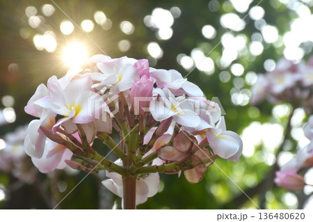Plumeria or temple tree white and pink flower blooming in garden with sunset light Plumeria or temple tree white and pink flower blooming in garden with sunset light 136480620
