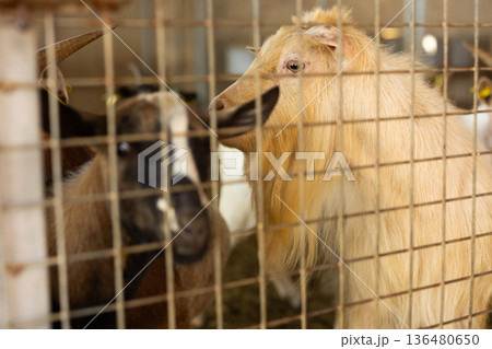 Herd of goats in pen on livestock farm 136480650