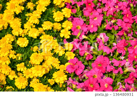 Close up of the sea of flowers in the garden. Colorful flowers blooming background. Nature and flower background. Flower and plant. 136480931