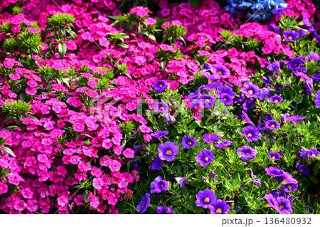Close up of the sea of flowers in the garden. Colorful flowers blooming background. Nature and flower background. Flower and plant. 136480932