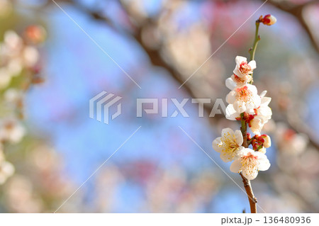 代々木公園  梅の綺麗な花 136480936