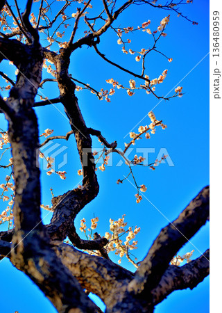 代々木公園 梅の綺麗な花 代々木公園 梅の綺麗な花 136480959