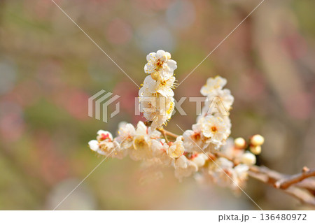 代々木公園 梅の綺麗な花 代々木公園 梅の綺麗な花 136480972