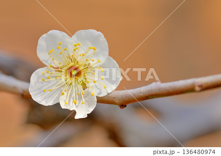 代々木公園  梅の綺麗な花 136480974