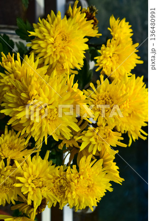 Close-up of yellow Chrysanthemum flowers in the garden. Flower and plant. For background, nature and flower background. Close-up of yellow Chrysanthemum flowers in the garden. Flower and plant. For background, nature and flower background. 136480991
