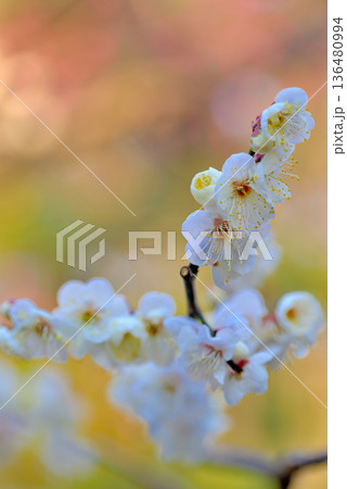 代々木公園  梅の綺麗な花 136480994