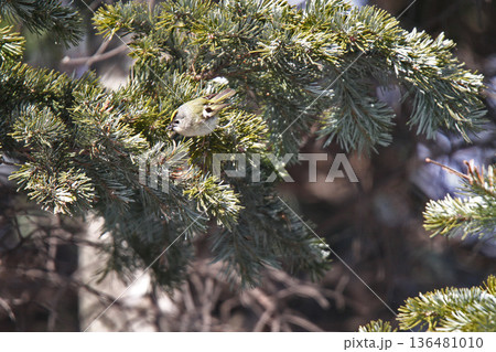 キクイタダキ 菊戴 鶎 Regulus regulus 北海道の野鳥 キクイタダキ 菊戴 鶎 Regulus regulus 北海道の野鳥 136481010