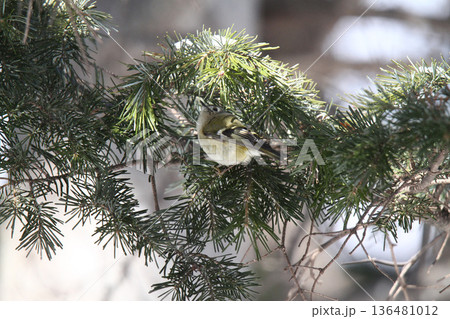キクイタダキ 菊戴 鶎 Regulus regulus 北海道の野鳥 キクイタダキ 菊戴 鶎 Regulus regulus 北海道の野鳥 136481012