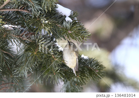 キクイタダキ 菊戴 鶎 Regulus regulus 北海道の野鳥 キクイタダキ 菊戴 鶎 Regulus regulus 北海道の野鳥 136481014