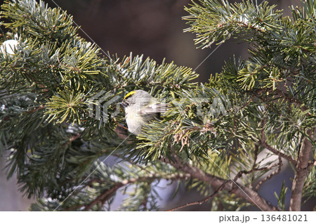 キクイタダキ 菊戴 鶎 Regulus regulus 北海道の野鳥 キクイタダキ 菊戴 鶎 Regulus regulus 北海道の野鳥 136481021