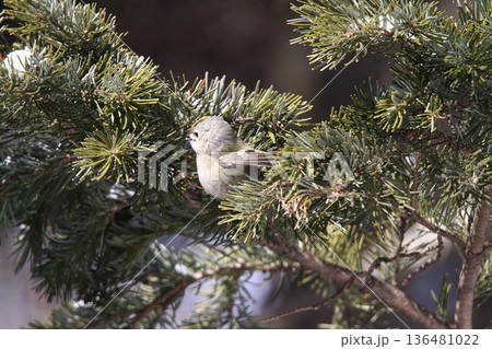 キクイタダキ 菊戴 鶎 Regulus regulus 北海道の野鳥 キクイタダキ 菊戴 鶎 Regulus regulus 北海道の野鳥 136481022