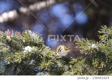 キクイタダキ　菊戴　鶎　Regulus regulus　北海道の野鳥 136481024