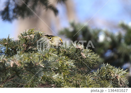 キクイタダキ　菊戴　鶎　Regulus regulus　北海道の野鳥 136481027