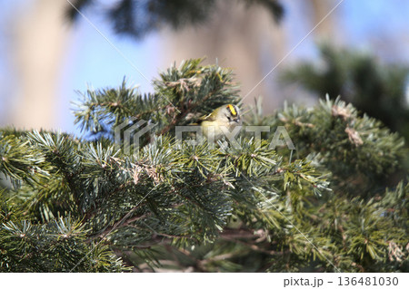 キクイタダキ 菊戴 鶎 Regulus regulus 北海道の野鳥 キクイタダキ 菊戴 鶎 Regulus regulus 北海道の野鳥 136481030