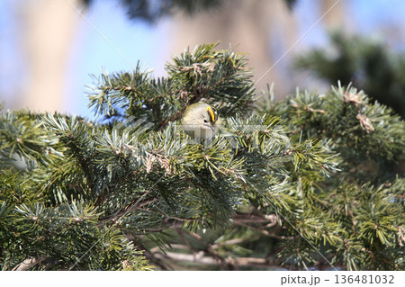 キクイタダキ　菊戴　鶎　Regulus regulus　北海道の野鳥 136481032