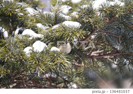キクイタダキ　菊戴　鶎　Regulus regulus　北海道の野鳥 136481037