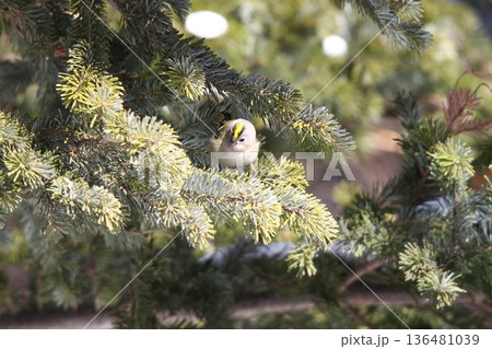 キクイタダキ　菊戴　鶎　Regulus regulus　北海道の野鳥 136481039