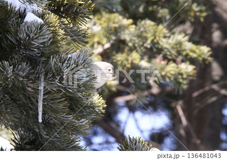 キクイタダキ 菊戴 鶎 Regulus regulus 北海道の野鳥 キクイタダキ 菊戴 鶎 Regulus regulus 北海道の野鳥 136481043
