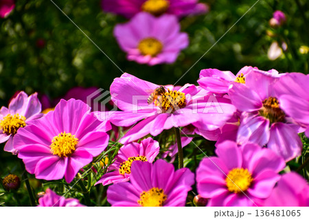 Close up of Garden Cosmos with the bee on it. Pink garden cosmos flowers blooming in the garden. Nature and flower background. Flower and plant. 136481065