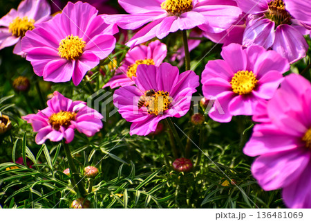 Close up of Garden Cosmos with the bee on it. Pink garden cosmos flowers blooming in the garden. Nature and flower background. Flower and plant. Close up of Garden Cosmos with the bee on it. Pink garden cosmos flowers blooming in the garden. Nature and flower background. Flower and plant. 136481069