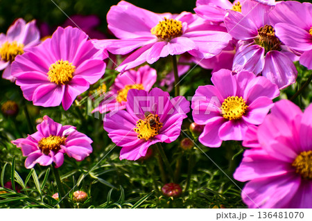 Close up of Garden Cosmos with the bee on it. Pink garden cosmos flowers blooming in the garden. Nature and flower background. Flower and plant. Close up of Garden Cosmos with the bee on it. Pink garden cosmos flowers blooming in the garden. Nature and flower background. Flower and plant. 136481070